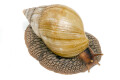 Lissachatina immaculata ssp South Africa albino shell adult